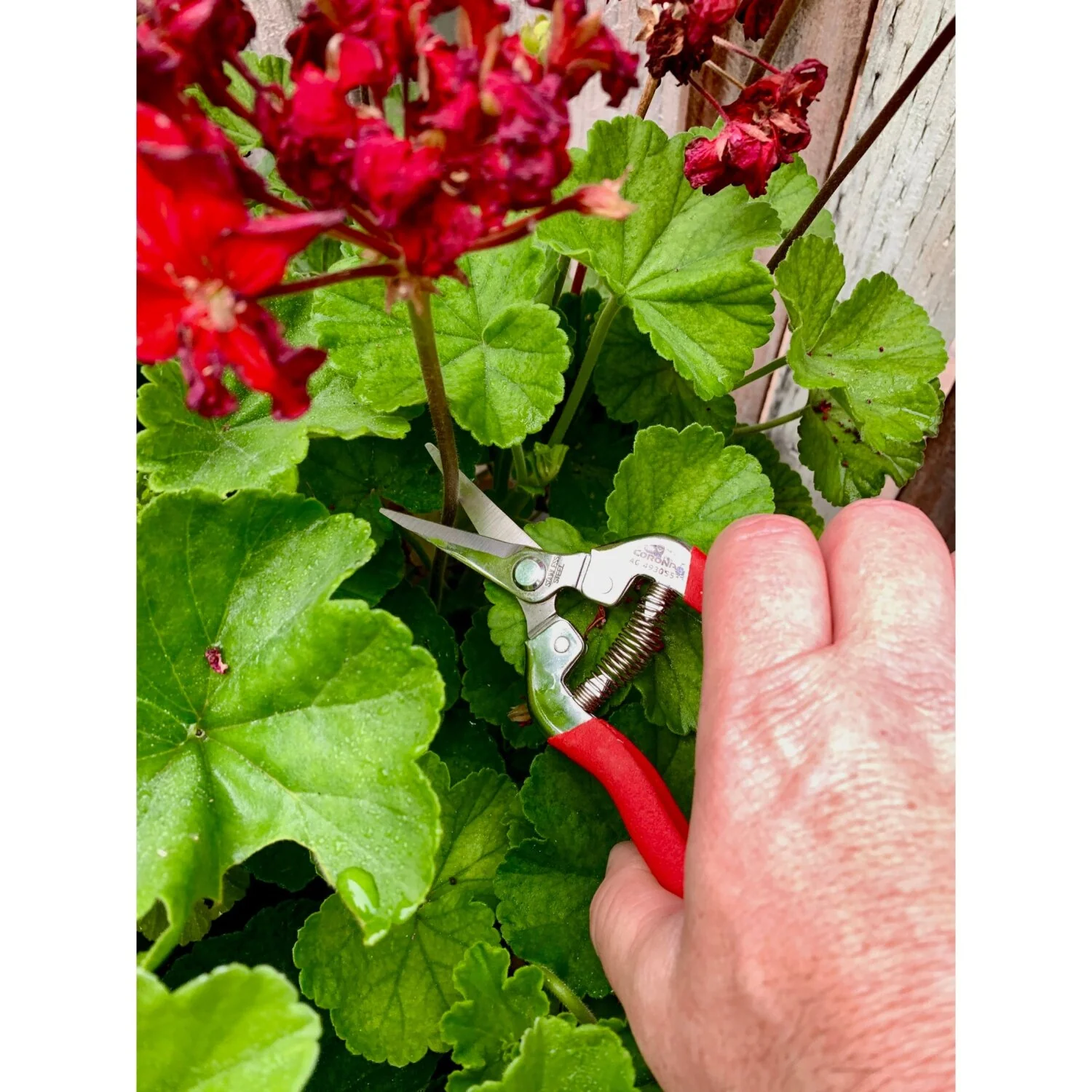 CORONA-AG 4930SS · Long Straight Snips - Stainless Steel, 1¾ Inch - Image 2