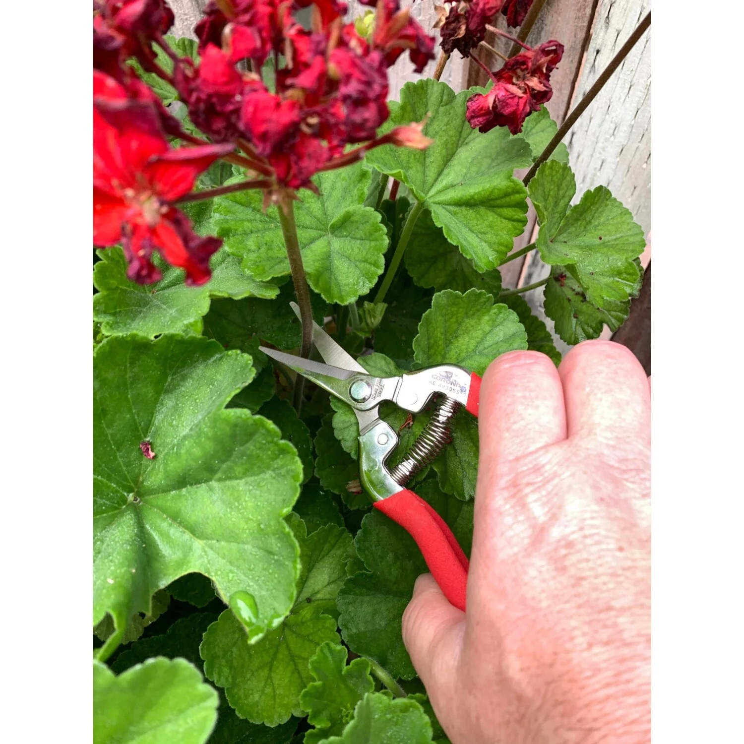 CORONA-AG 4930SS · Long Straight Snips - Stainless Steel, 1¾ Inch - Image 5