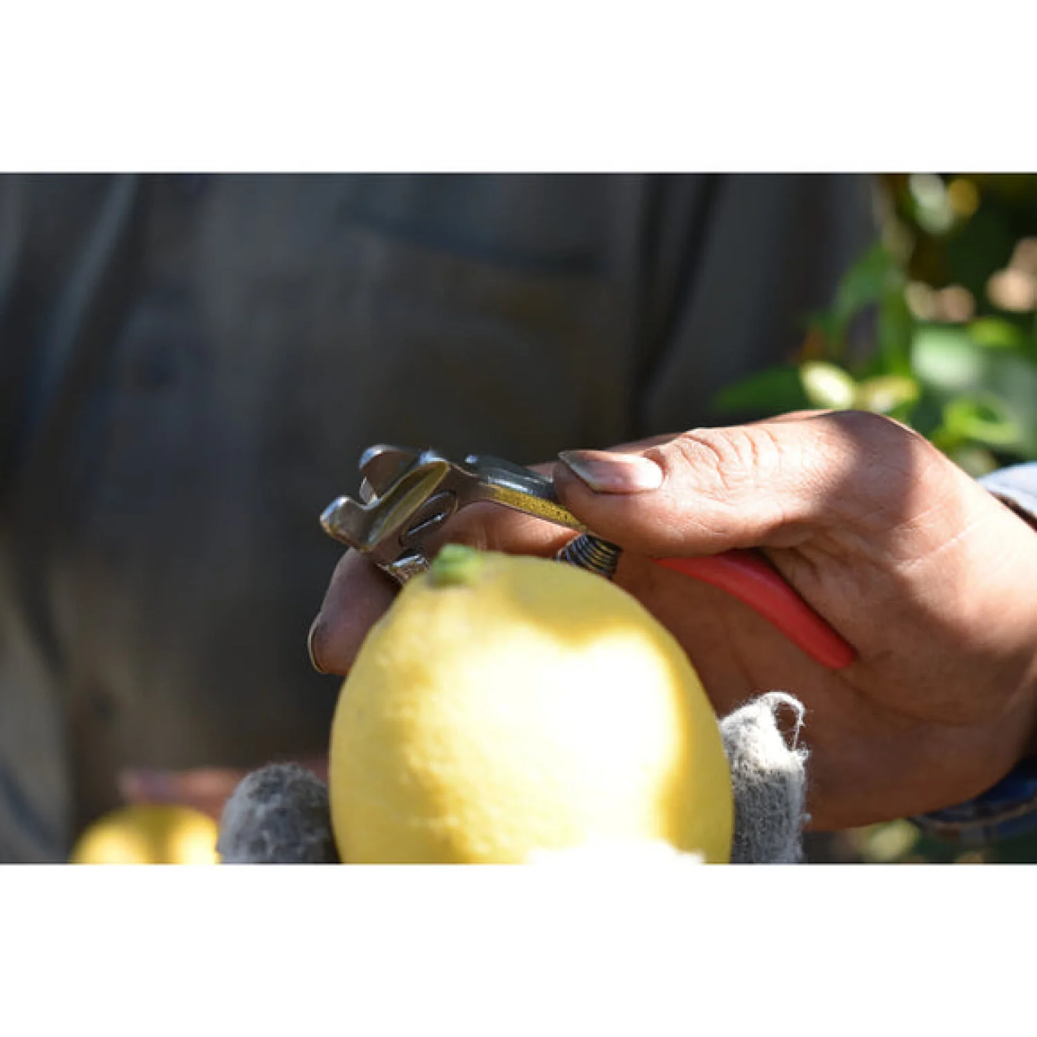 CORONA-AG 5020 · Citrus Shears - Image 3