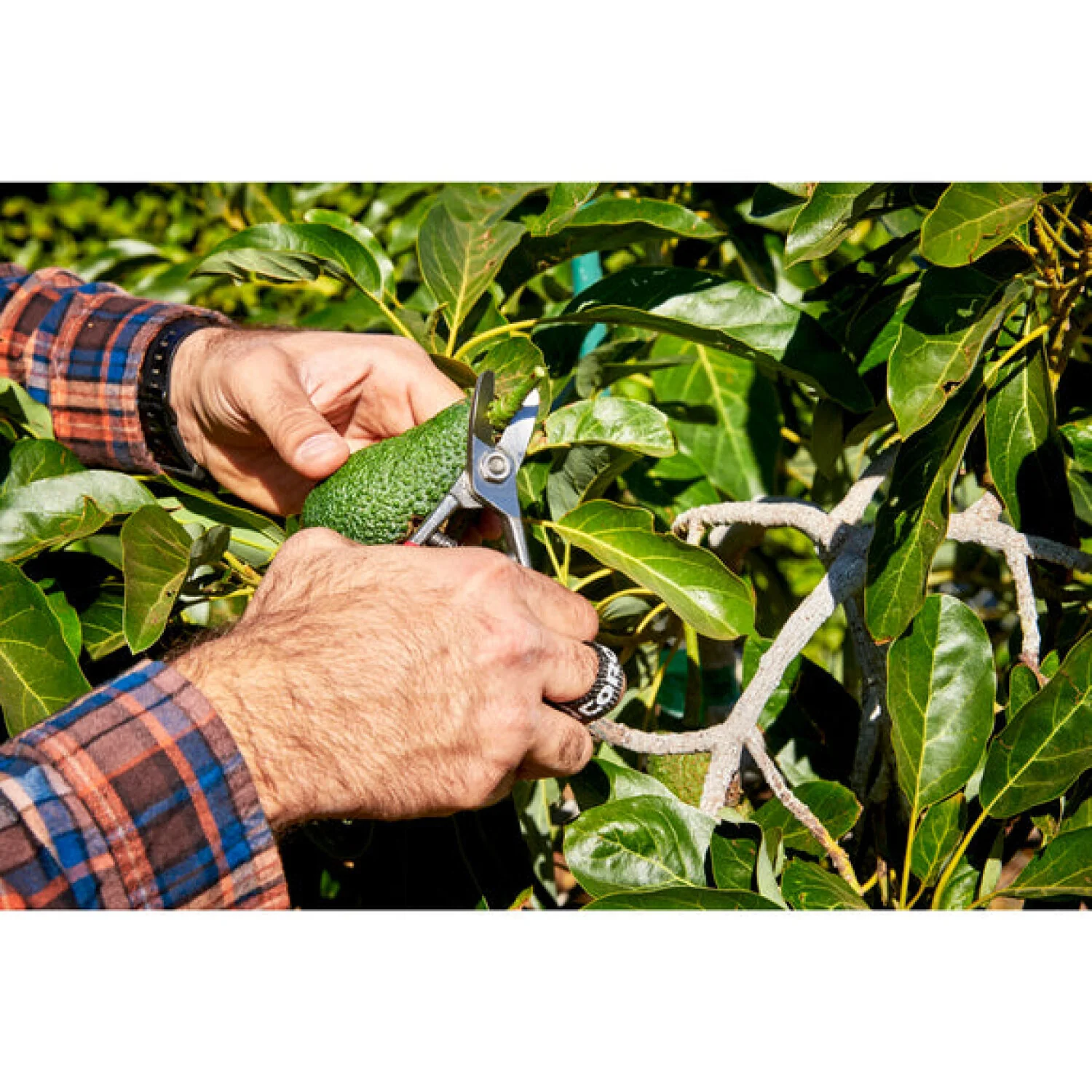 Corona AG 5040  Avocado Shears - Image 10