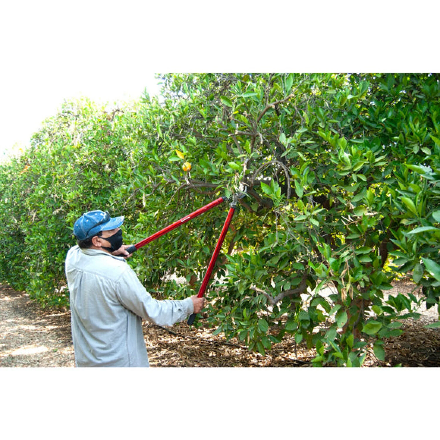 Corona AL15148  ClassicCUT® Bypass Lopper - 32 Inch - Image 7