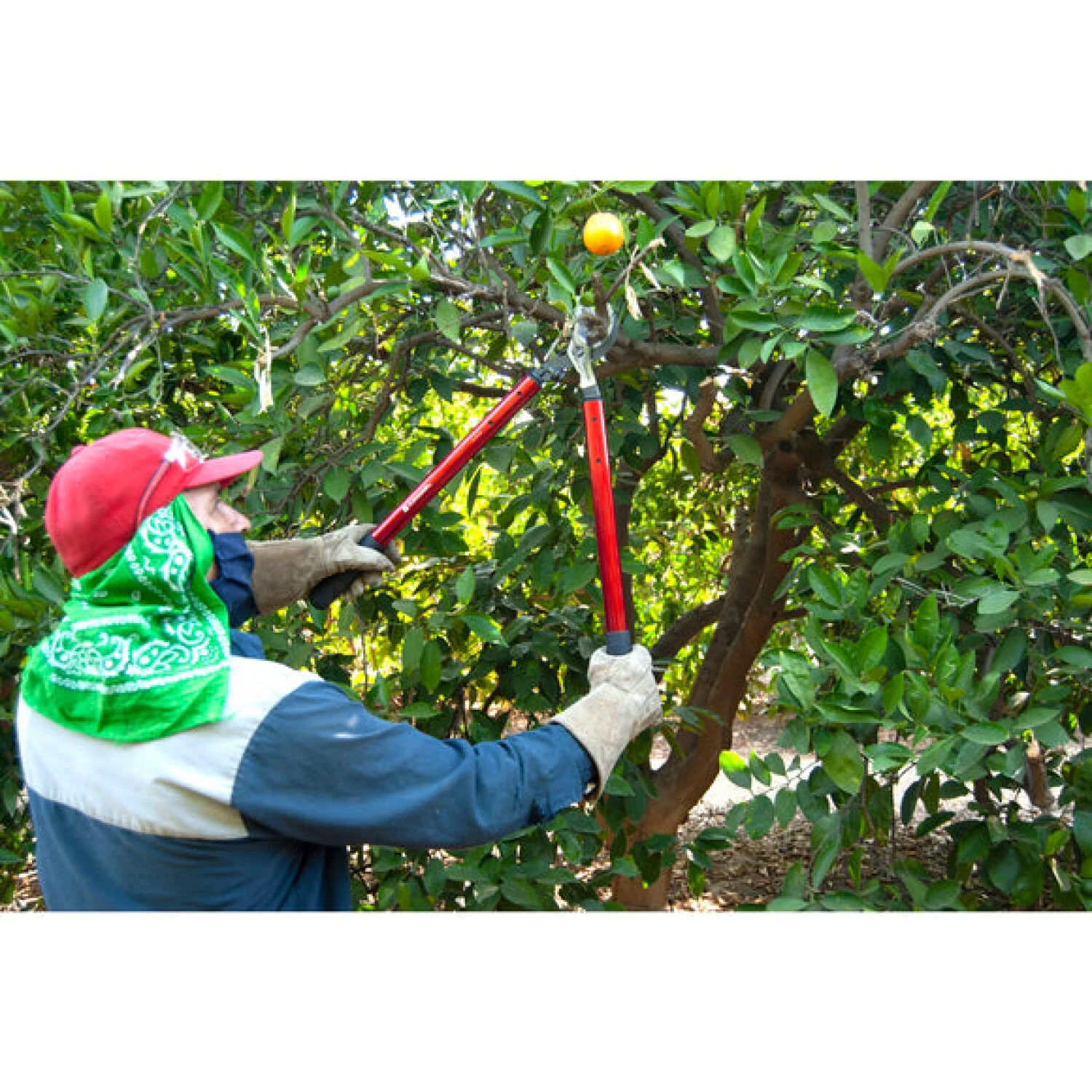 Corona AL15149  ClassicCUT® Bypass Lopper - 36 Inch - Image 12