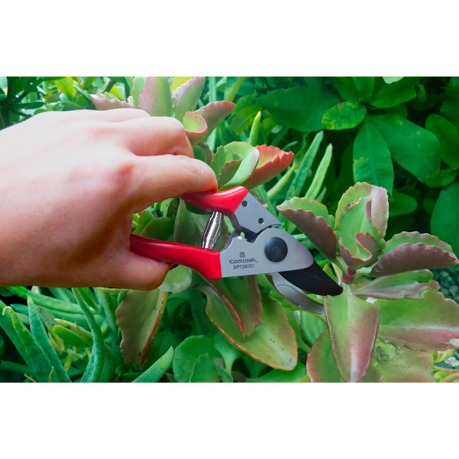 Corona BP13630 Yard Essentials Pocket Pruner - Image 4