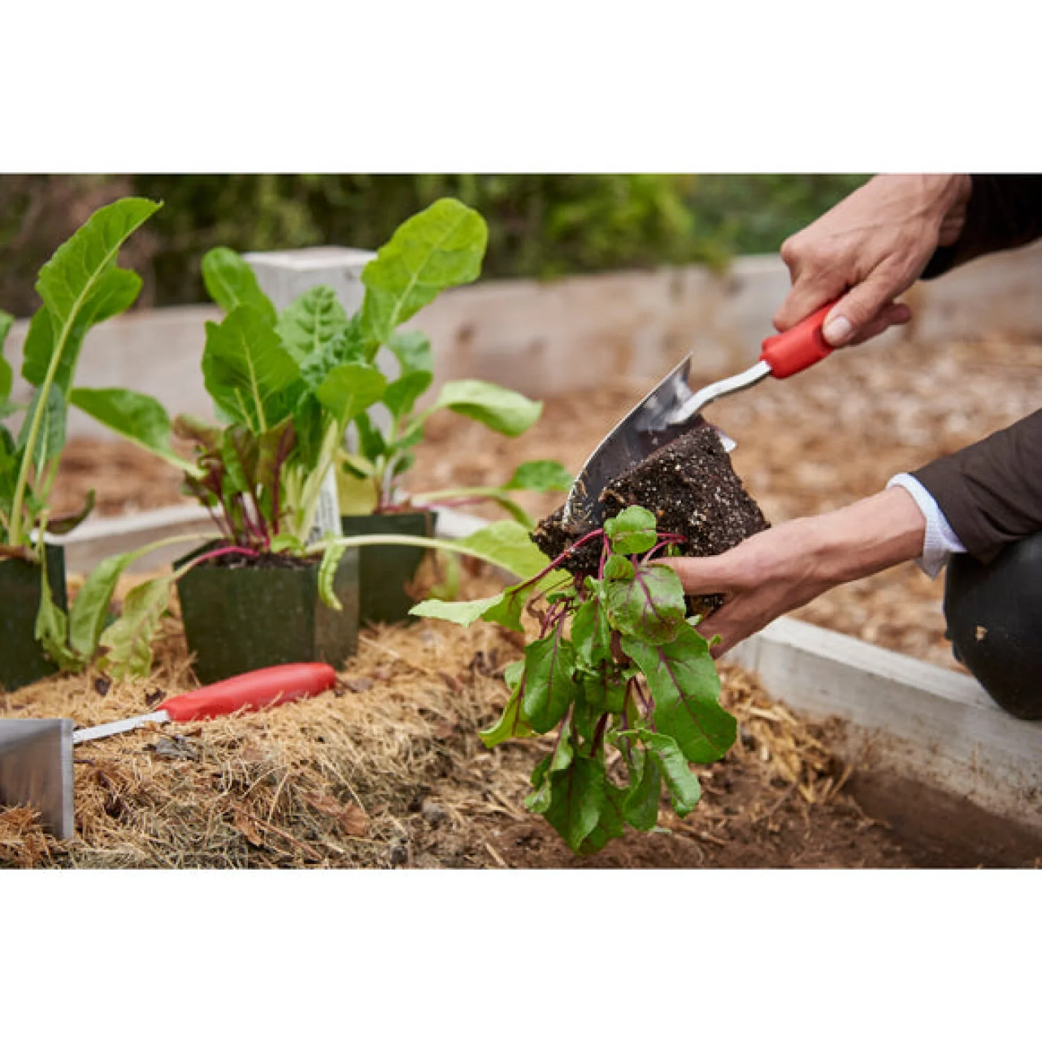 Corona CT 3324 ComfortGEL® Transplanter Premium StainlessSTEEL - Image 5