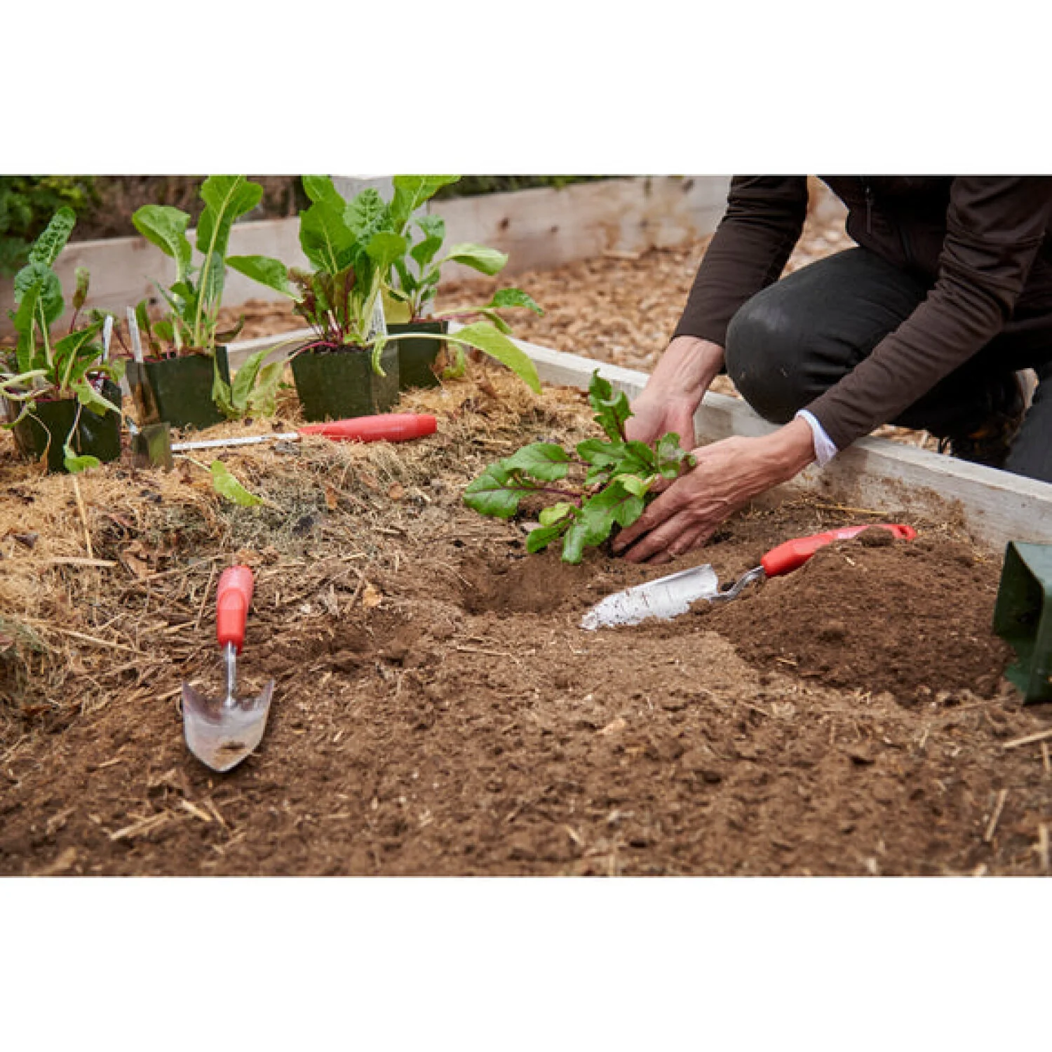 Corona CT 3324 ComfortGEL® Transplanter Premium StainlessSTEEL - Image 6