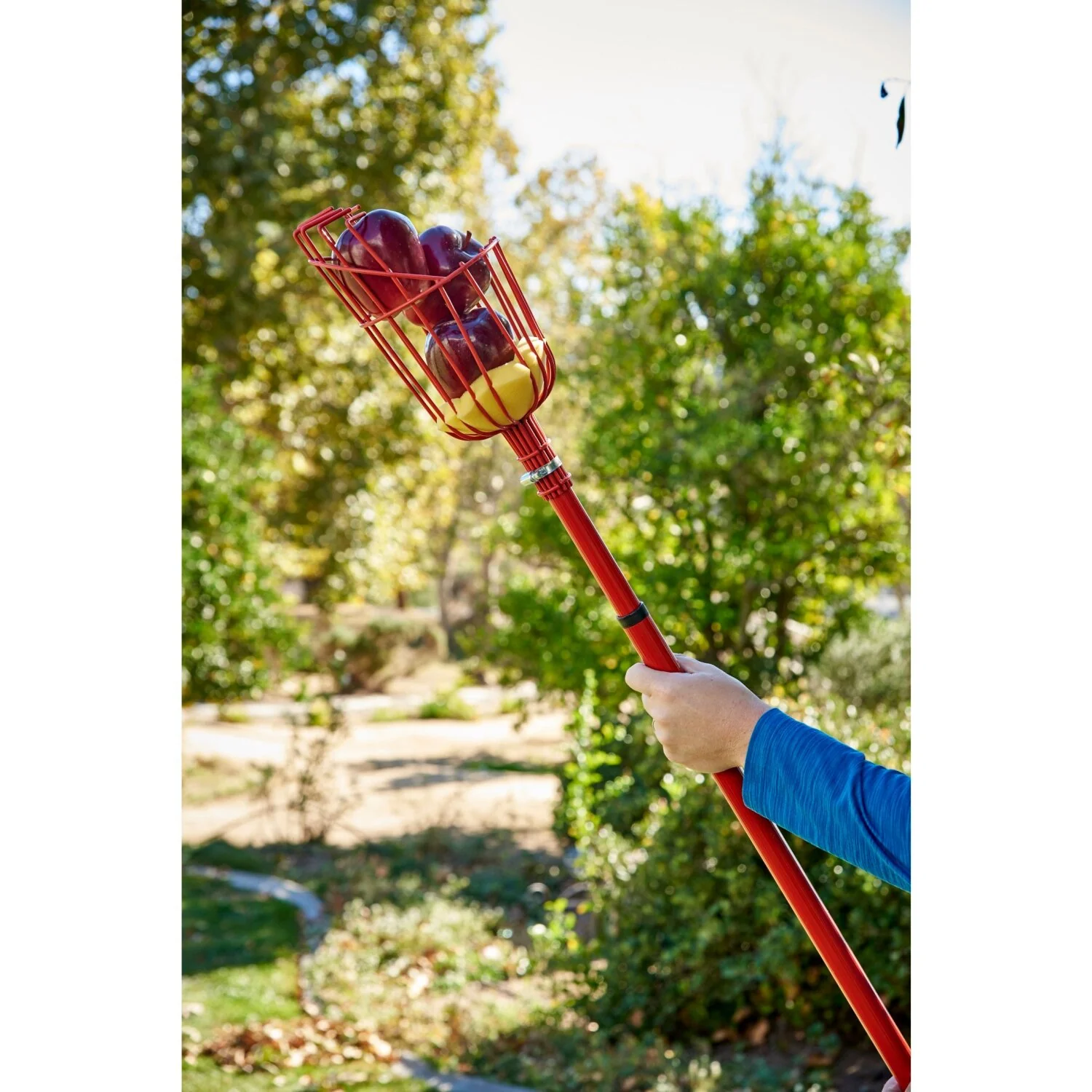 Corona FP 2312 Extendable Fruit Picker, 12 ft. - Image 2