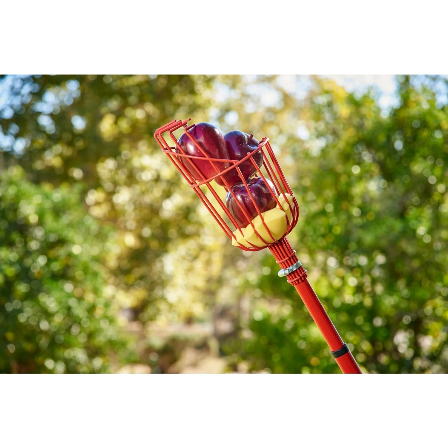 Corona FP 2312 Extendable Fruit Picker, 12 ft. - Image 5