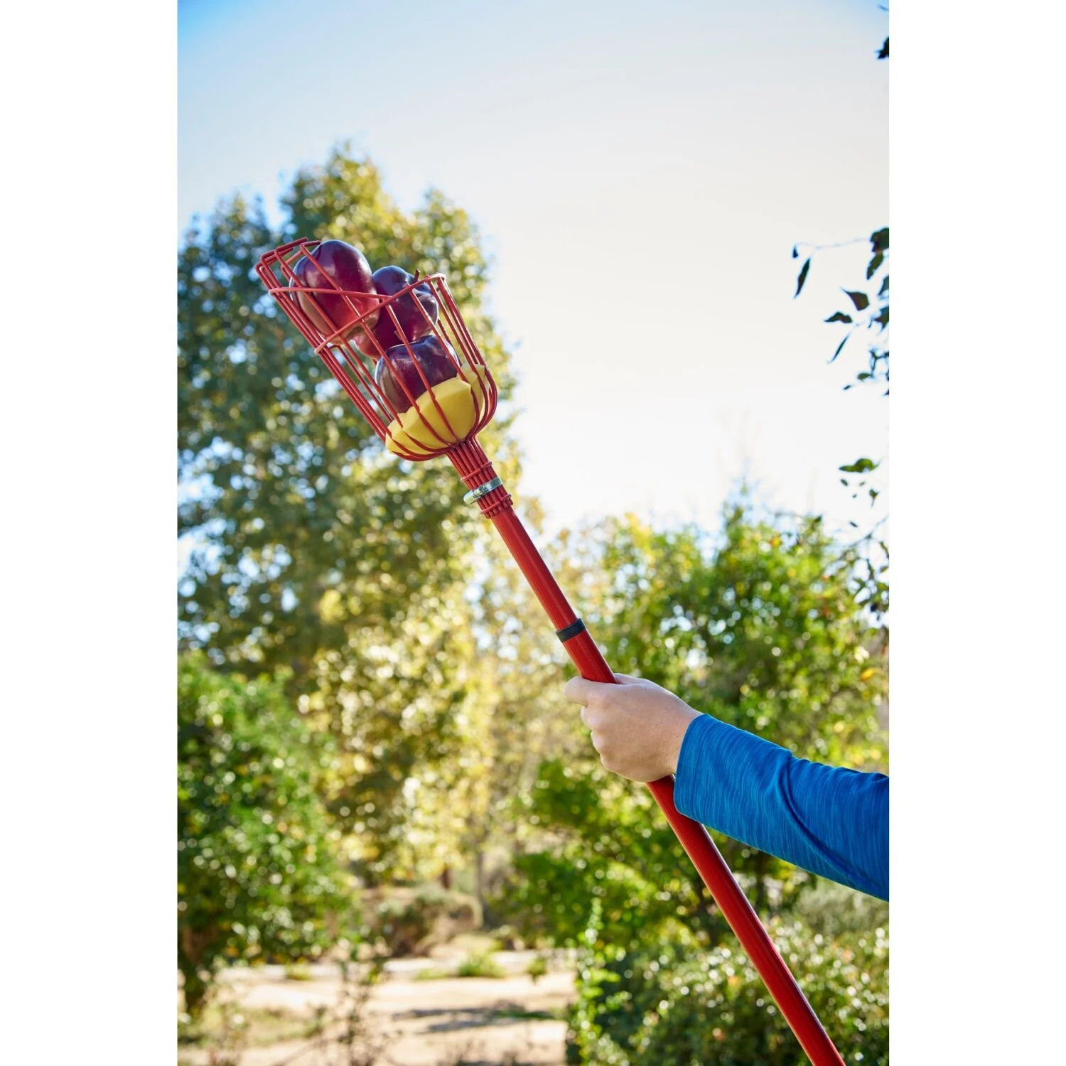 Corona FP 2312 Extendable Fruit Picker, 12 ft. - Image 7