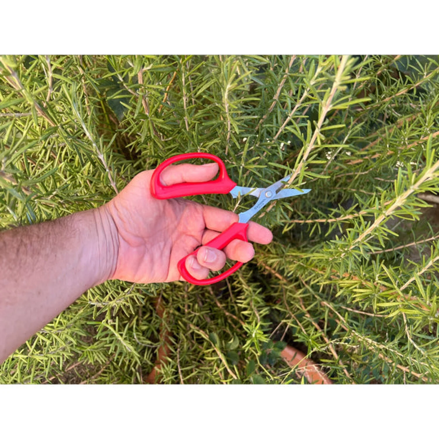 Corona FS 4130  Hydroponic Scissors - Image 4