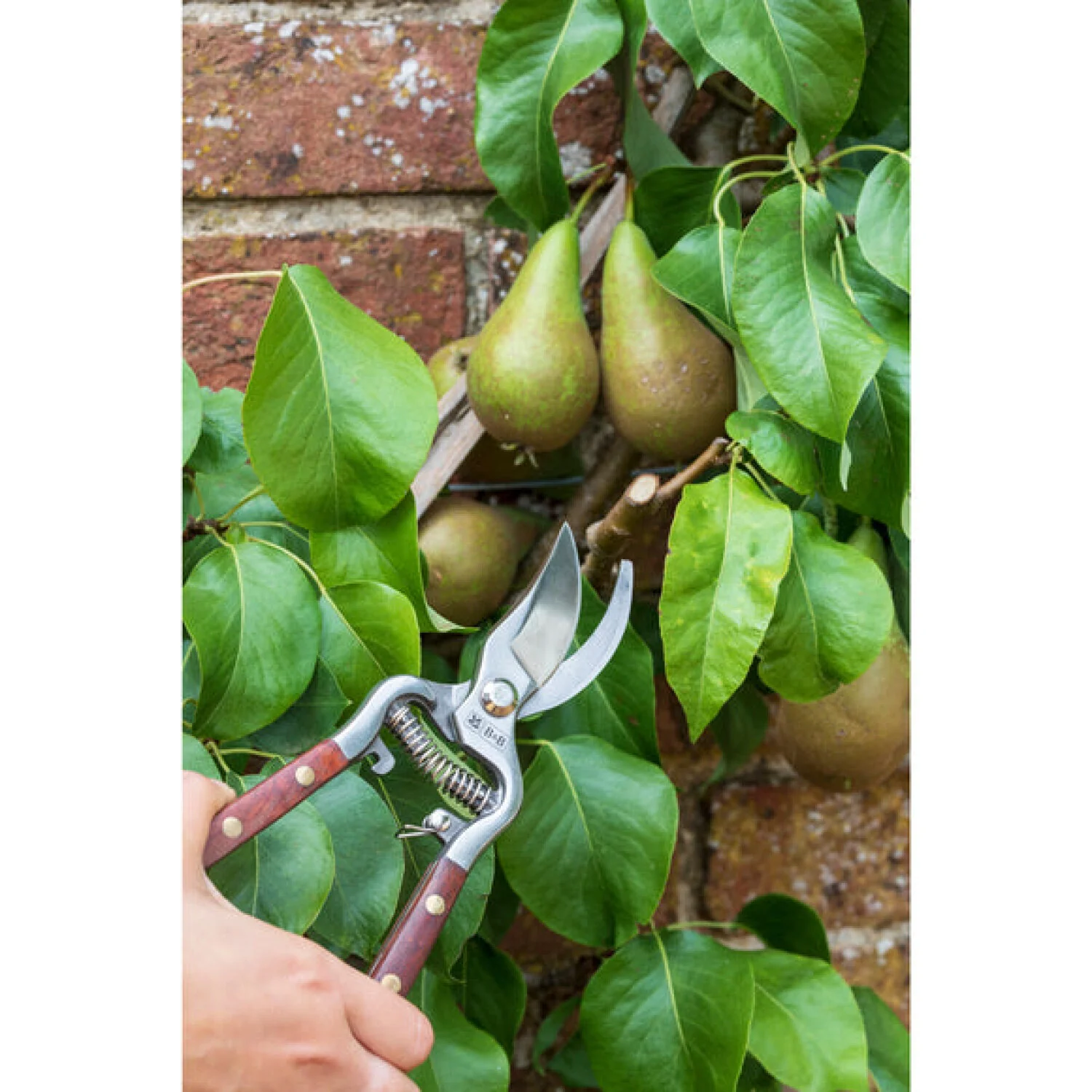 Corona GNT/SEC  Burgon & Ball® FSC Wood Pruner Boxed - Image 2