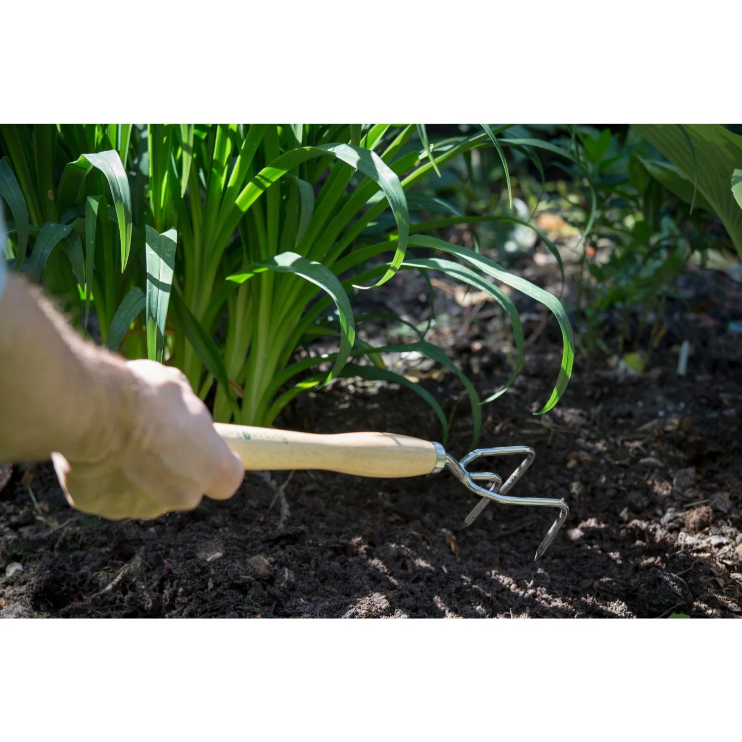 Corona GTH/SCCMHRHS Mid-Handled Stainless Steel Claw Cultivator, Wood Grip, RHS Endorsed - Image 4