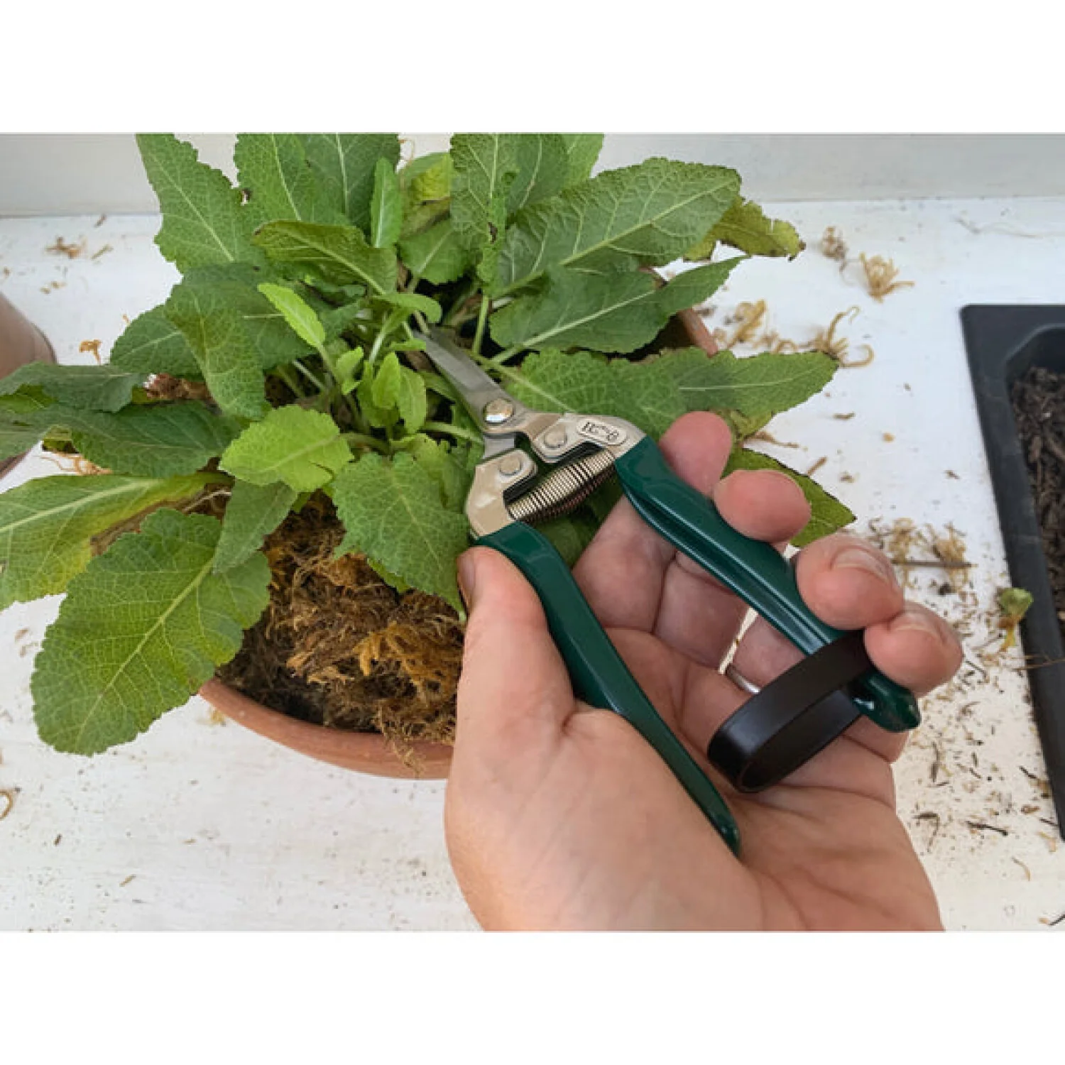 Corona GTO/FFS  RHS® Flower & Fruit Snip - Image 3