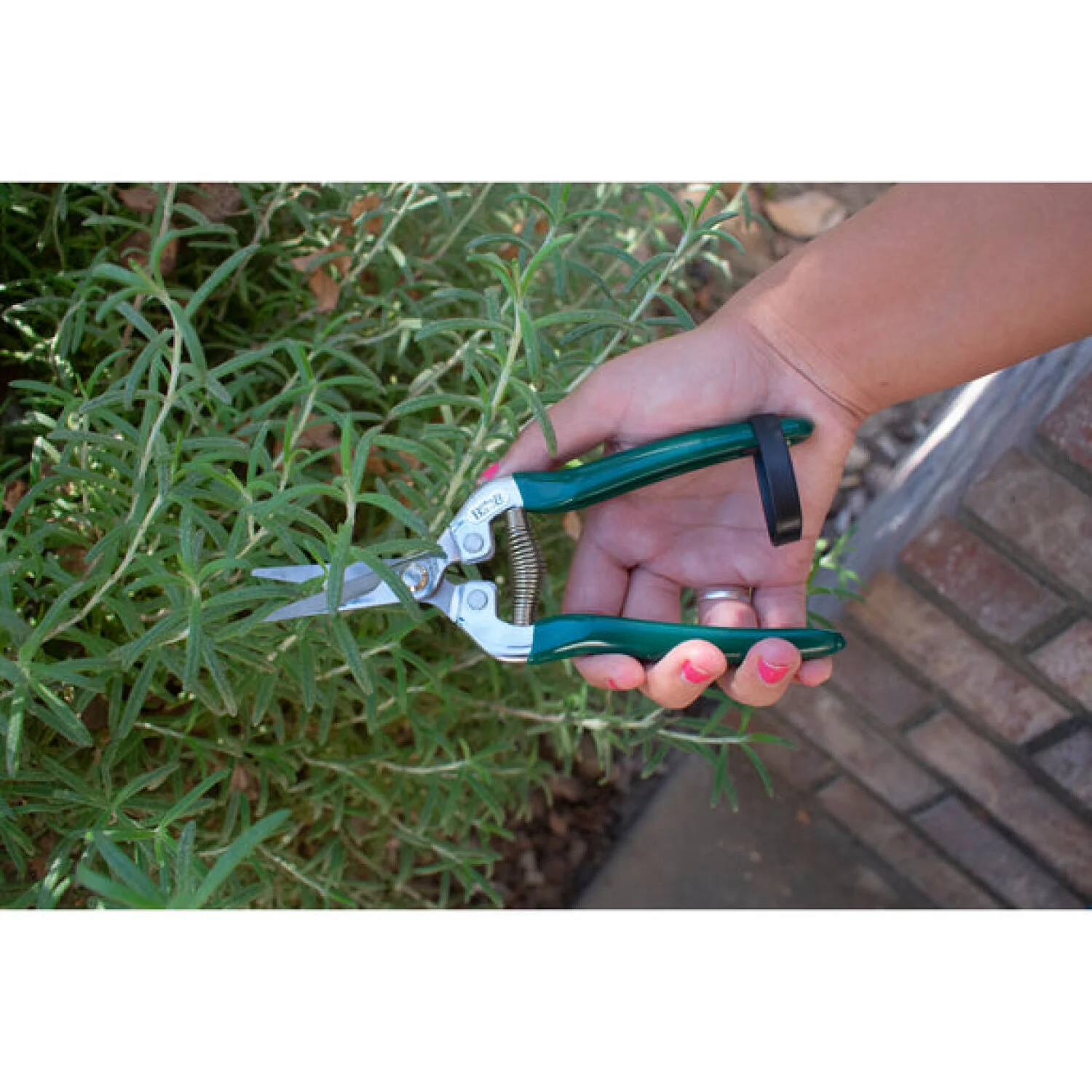 Corona GTO/FFS  RHS® Flower & Fruit Snip - Image 9