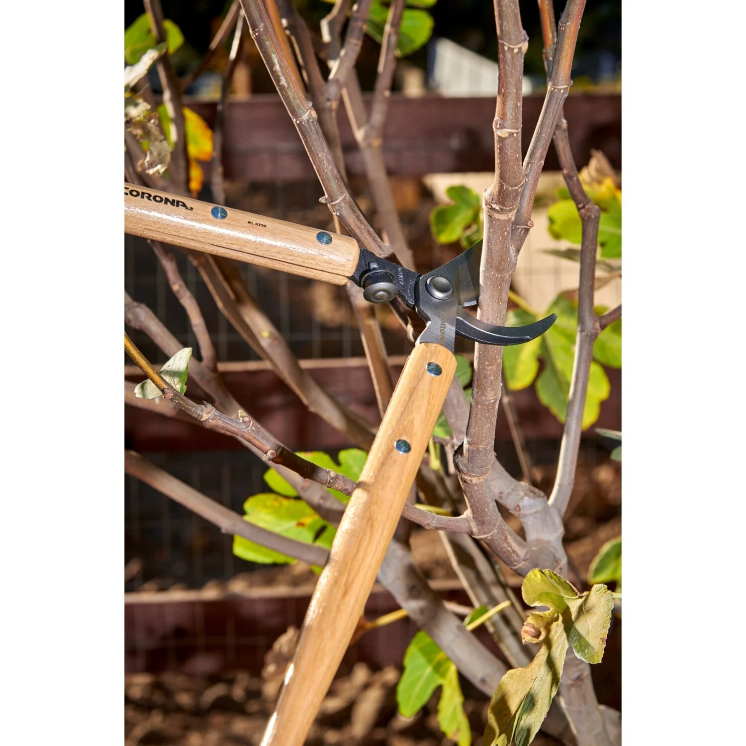 Corona WL 6350 Hickory Handle ClassicCU Bypass Lopper, 26 in., 1-1/2 in. Cut Capacity - Image 3