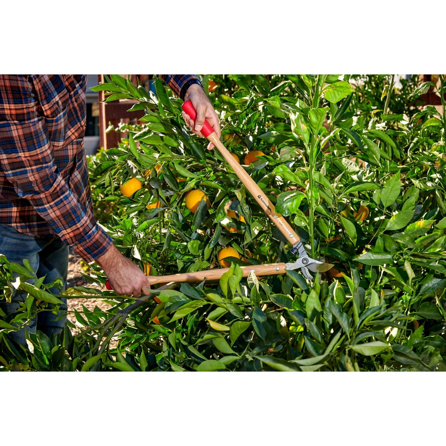 Corona WL 6350 Hickory Handle ClassicCU Bypass Lopper, 26 in., 1-1/2 in. Cut Capacity - Image 7