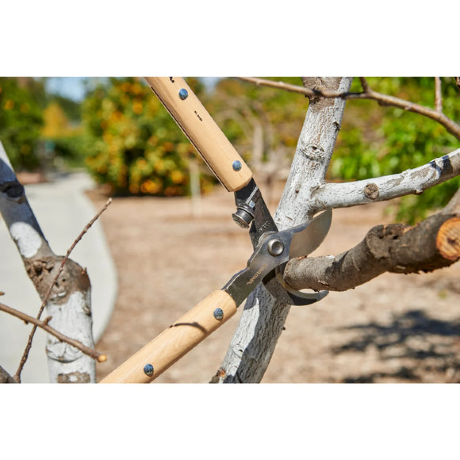 CORONA-WL 6420 · ClassicCUT® Bypass Lopper - 26 Inch - Image 10