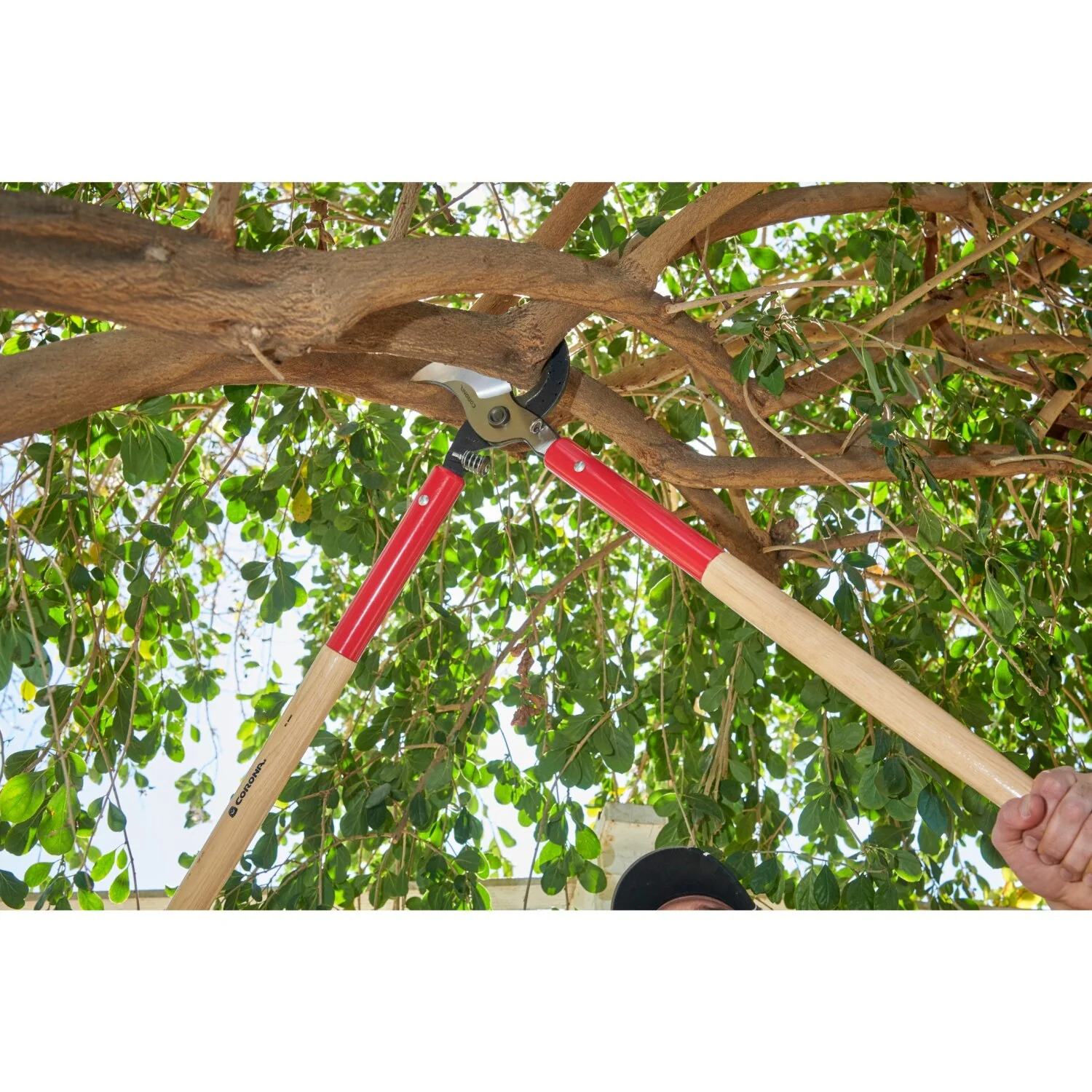 Corona WL 6490 SuperDUTY Bypass Lopper, 37 in. Hickory Handles, 3 in. Cut Capacity - Image 13