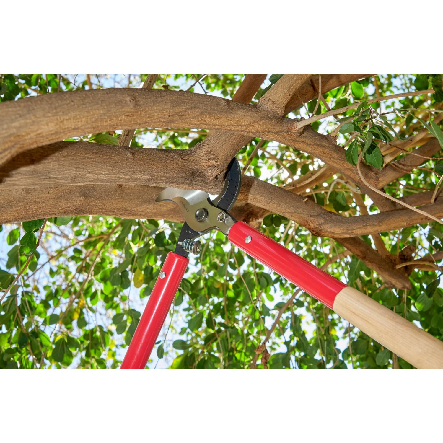 Corona WL 6490 SuperDUTY Bypass Lopper, 37 in. Hickory Handles, 3 in. Cut Capacity - Image 14