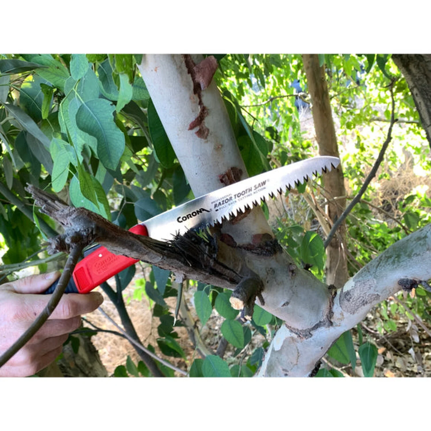 Corona RS 7041 · RazorTOOTH Saw Arborist Folding Pruning Saw - 7 Inch - Image 10