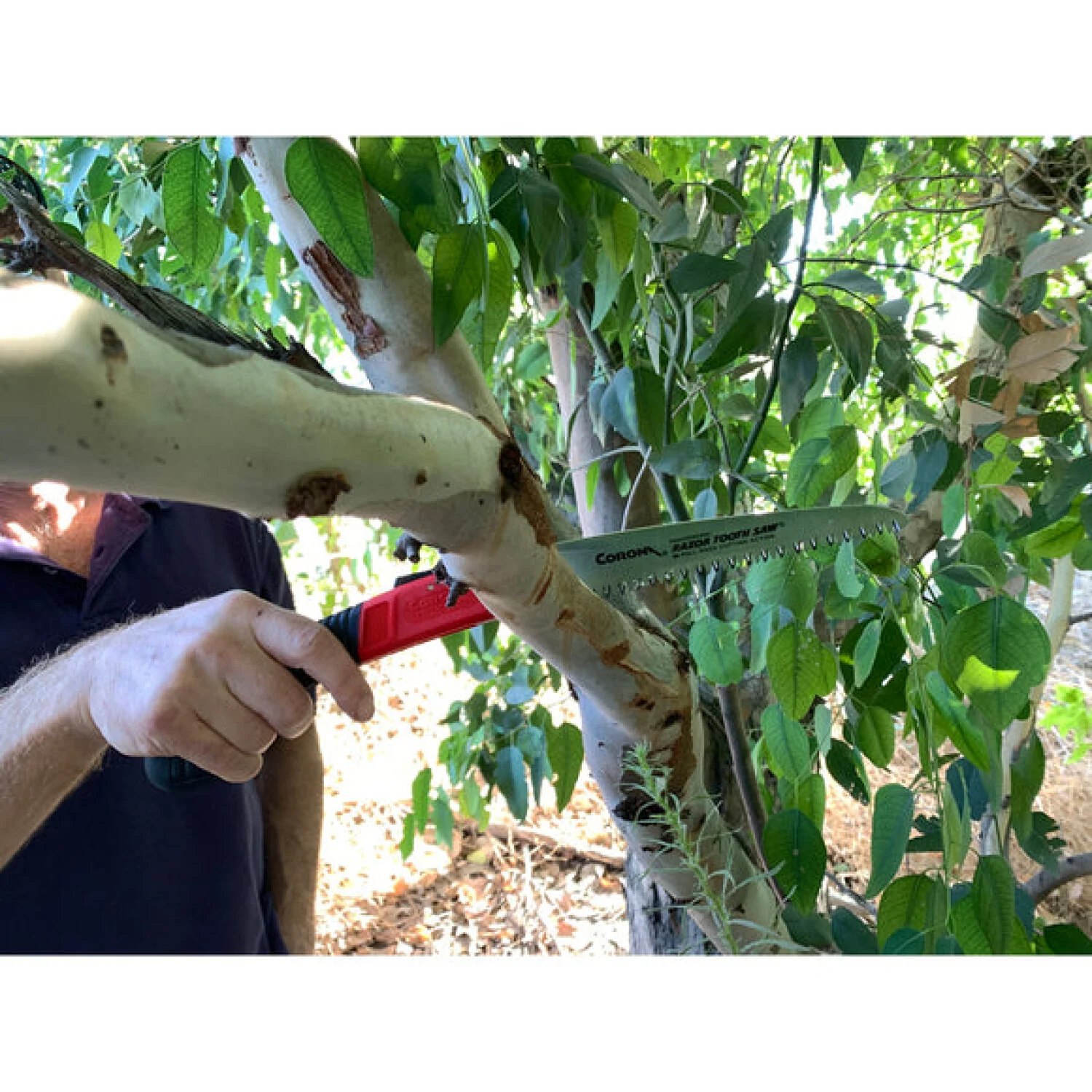 Corona RS 7041 · RazorTOOTH Saw Arborist Folding Pruning Saw - 7 Inch - Image 7